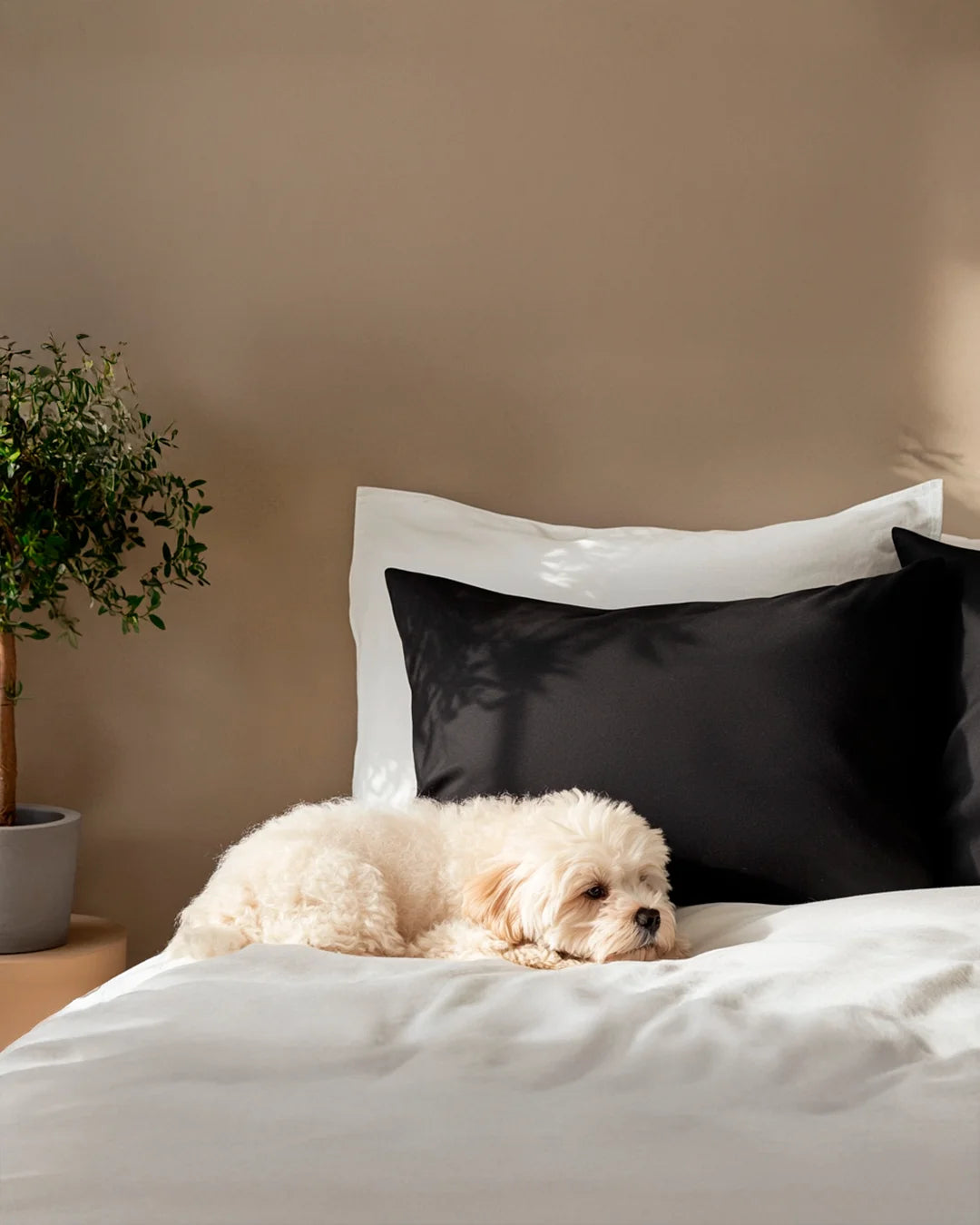Fundas de Almohada Blend - Smart Bamboo 